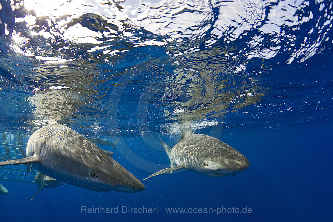 Galapagoshaie, Carcharhinus galapagensis, Oahu, Pazifik, Hawaii, USA