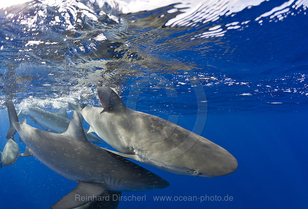 Galapagoshaie, Carcharhinus galapagensis, Oahu, Pazifik, Hawaii, USA