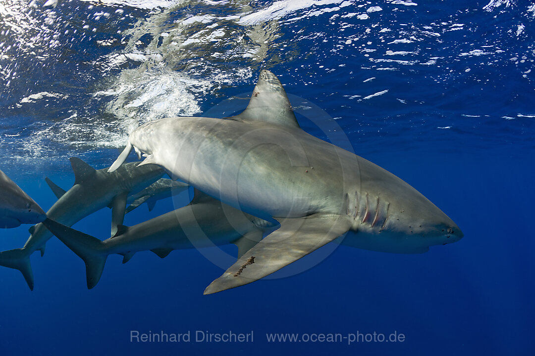 Galapagoshaie, Carcharhinus galapagensis, Oahu, Pazifik, Hawaii, USA