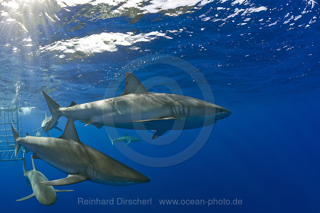 Galapagos Sharks