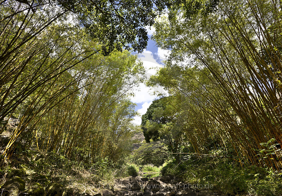 Botanical Garden Waimea Valley