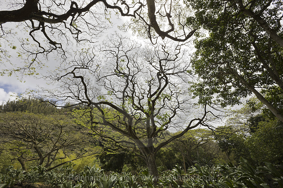 Botanischer Garten Waimea Valley