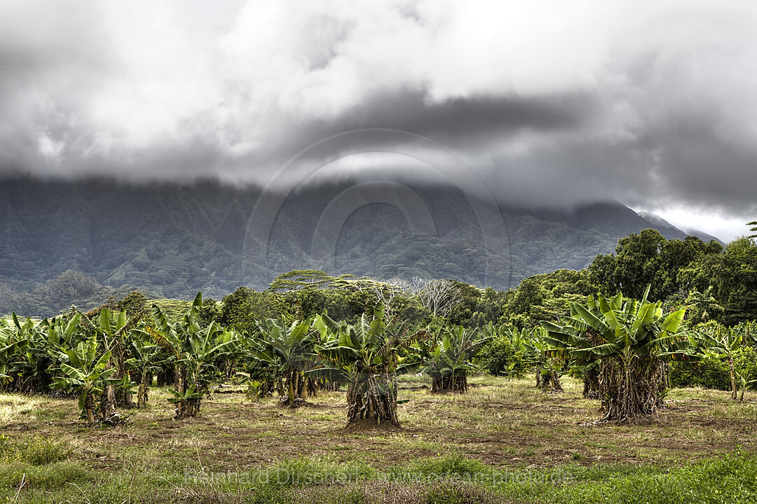 Landschaft der Kualoa Ranch