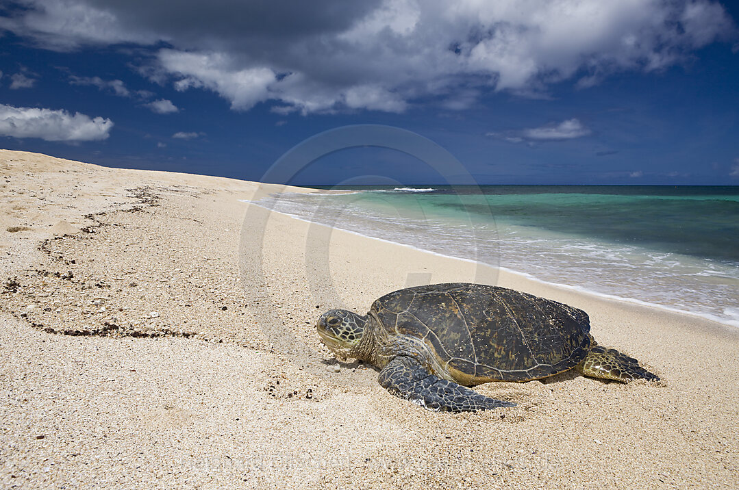 Gruene Meeresschildkroete am Strand, Chelonia mydas, Oahu, Pazifik, Hawaii, USA