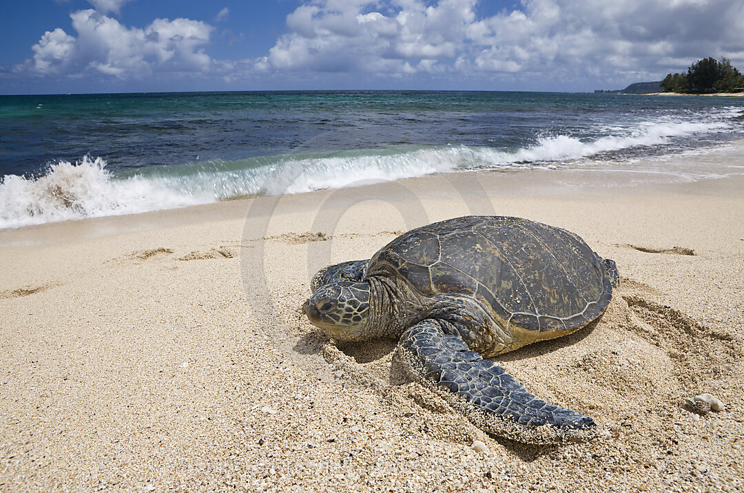 Gruene Meeresschildkroete am Strand, Chelonia mydas, Oahu, Pazifik, Hawaii, USA