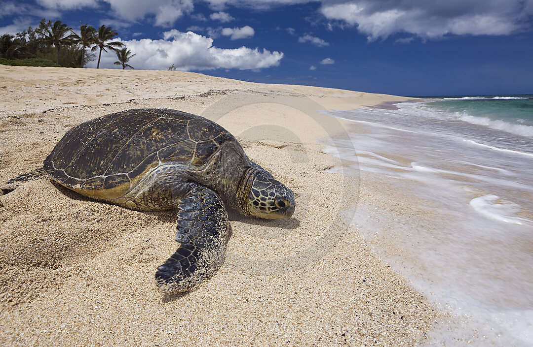 Gruene Meeresschildkroete am Strand, Chelonia mydas, Oahu, Pazifik, Hawaii, USA