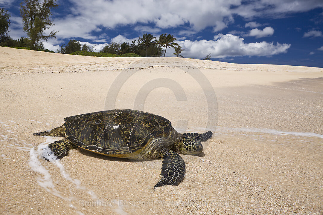 Gruene Meeresschildkroete am Strand, Chelonia mydas, Oahu, Pazifik, Hawaii, USA