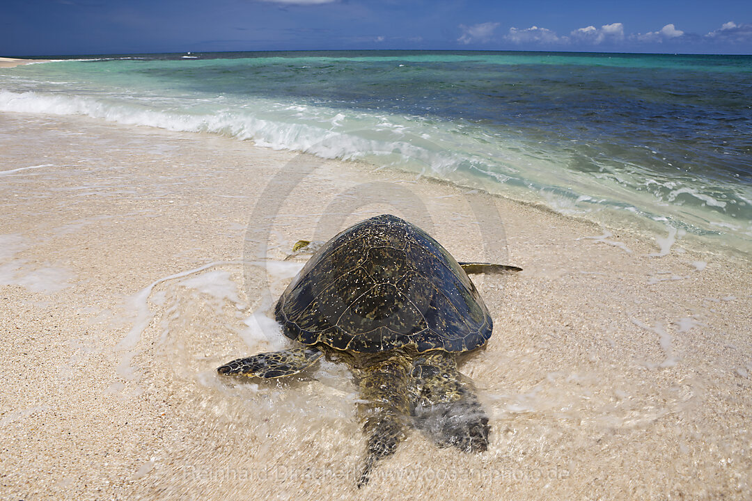 Gruene Meeresschildkroete am Strand, Chelonia mydas, Oahu, Pazifik, Hawaii, USA