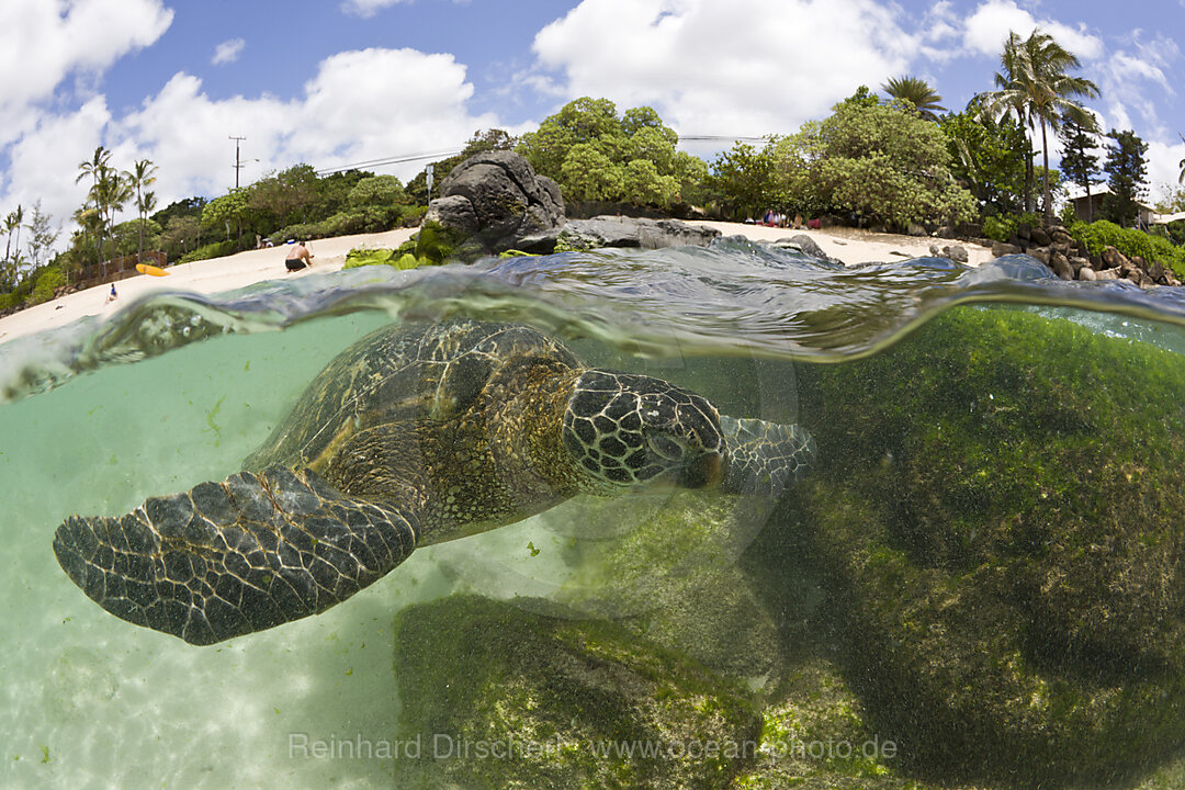 Green Turtle at Haleiwa Beach Park, Chelonia mydas, Oahu, Pacific Ocean, Hawaii, USA