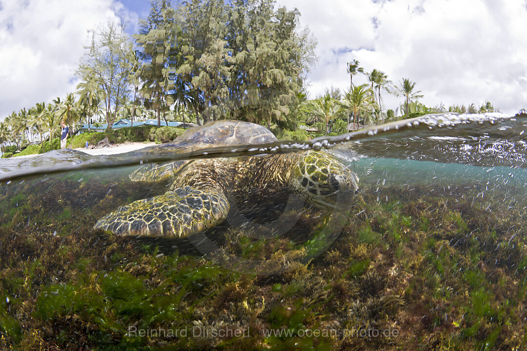 Gruene Meeresschildkroete frisst Algen, Chelonia mydas, Oahu, Pazifik, Hawaii, USA