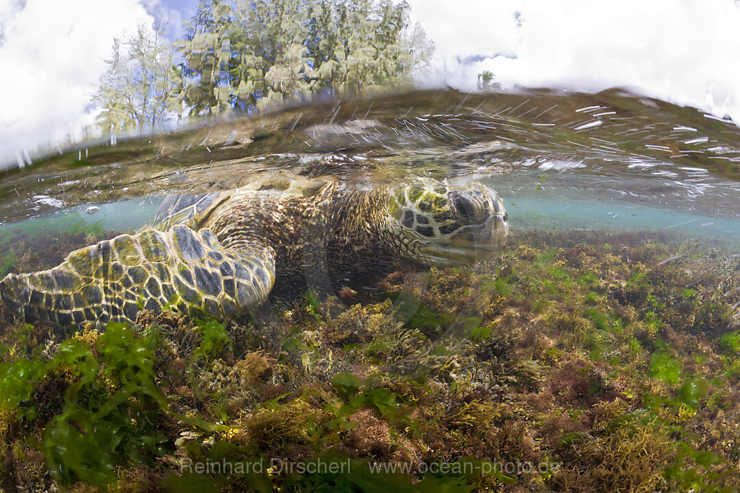 Green Turtle feeding Algas