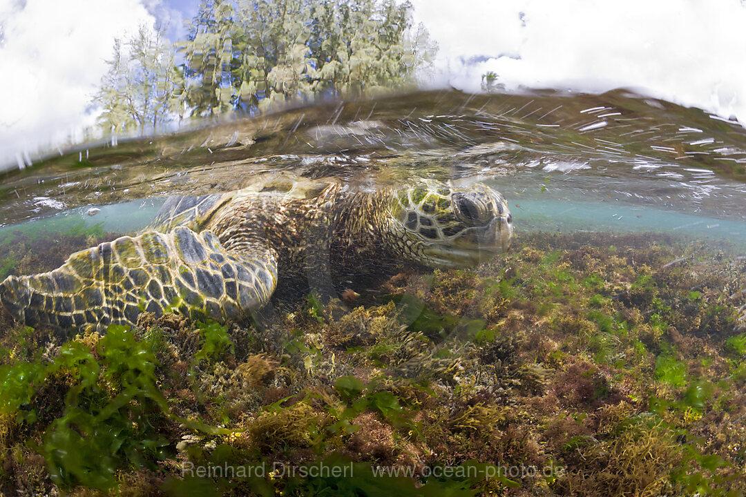 Gruene Meeresschildkroete frisst Algen, Chelonia mydas, Oahu, Pazifik, Hawaii, USA