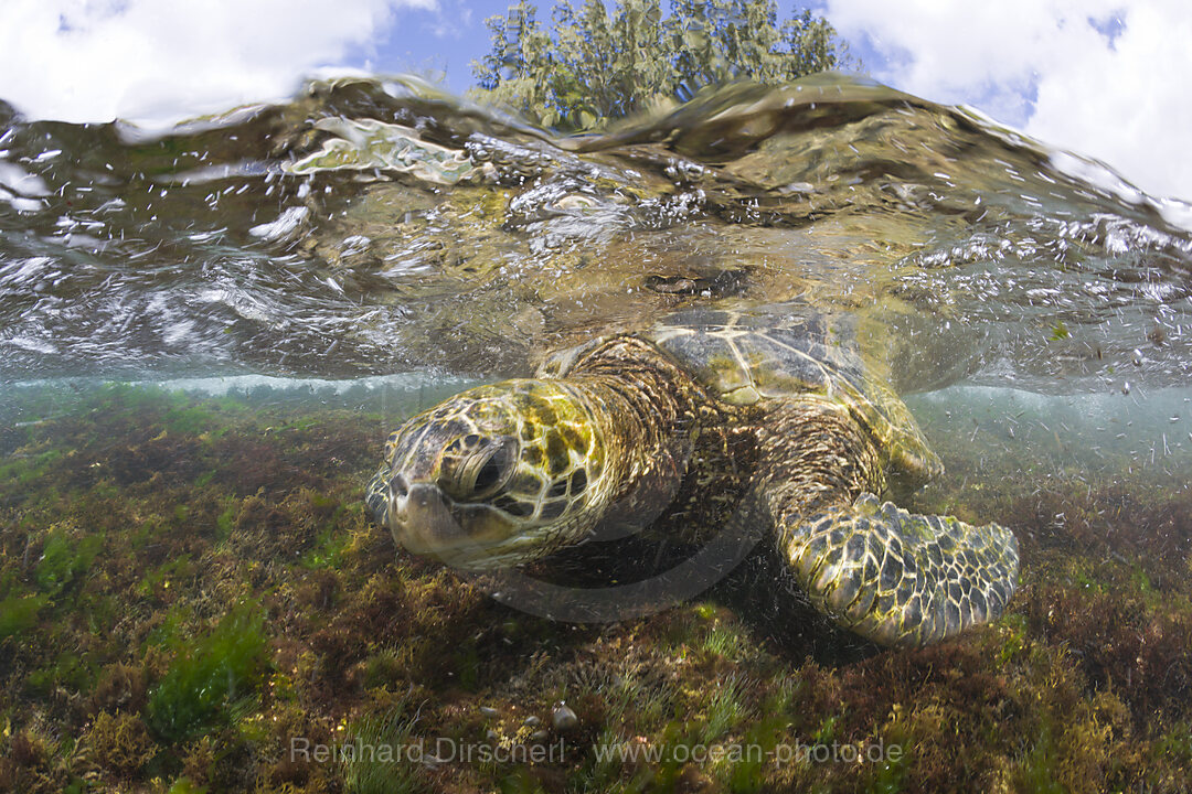 Gruene Meeresschildkroete frisst Algen, Chelonia mydas, Oahu, Pazifik, Hawaii, USA