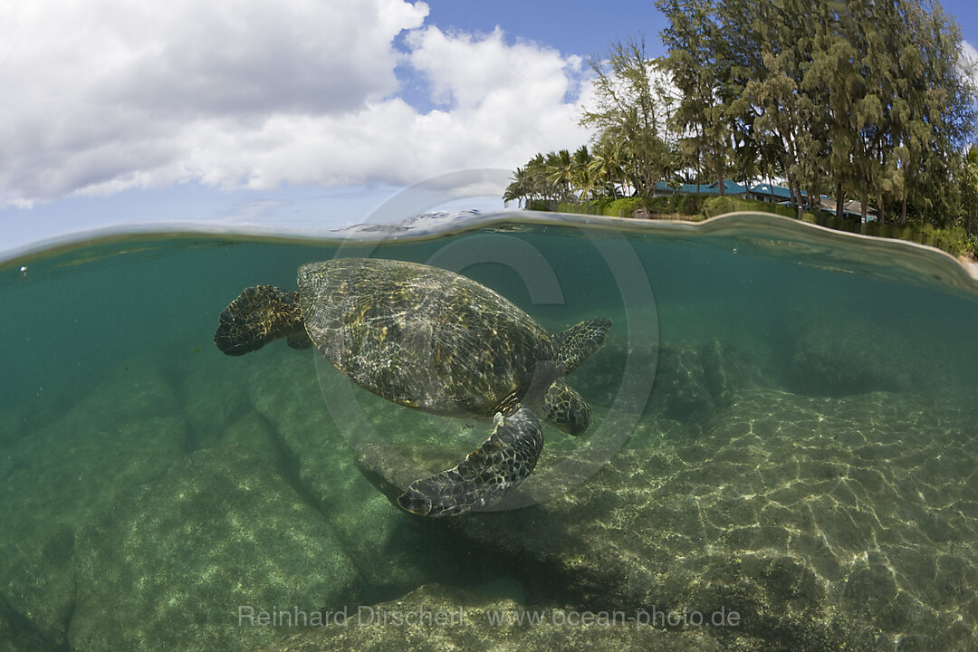 Gruene Meeresschildkroete, Chelonia mydas, Oahu, Pazifik, Hawaii, USA