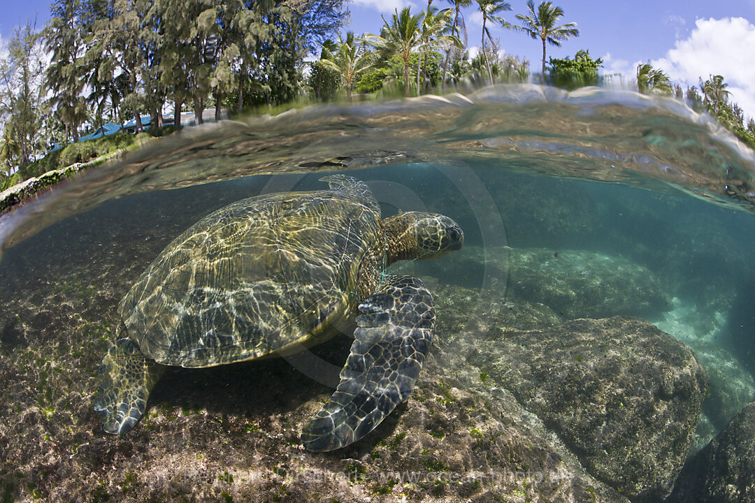 Gruene Meeresschildkroete, Chelonia mydas, Oahu, Pazifik, Hawaii, USA