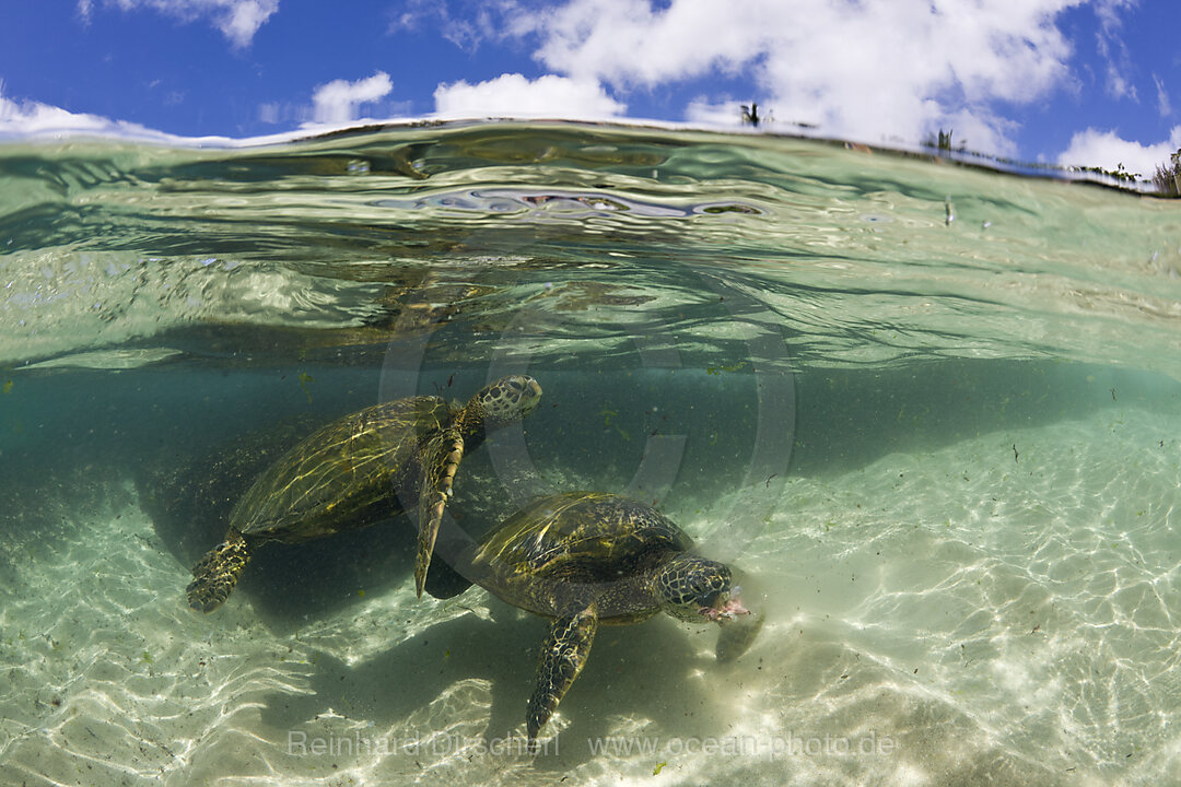 Gruene Meeresschildkroeten, Chelonia mydas, Oahu, Pazifik, Hawaii, USA