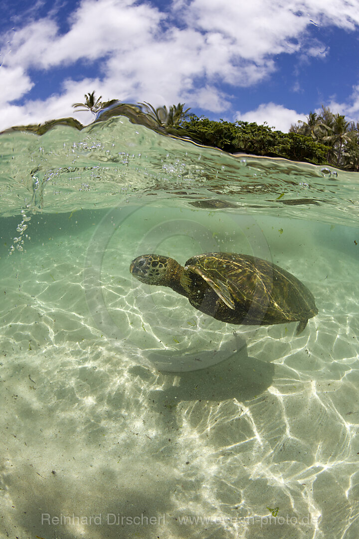 Gruene Meeresschildkroete, Chelonia mydas, Oahu, Pazifik, Hawaii, USA