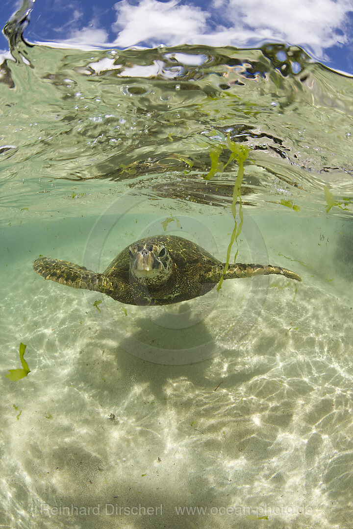 Gruene Meeresschildkroete, Chelonia mydas, Oahu, Pazifik, Hawaii, USA