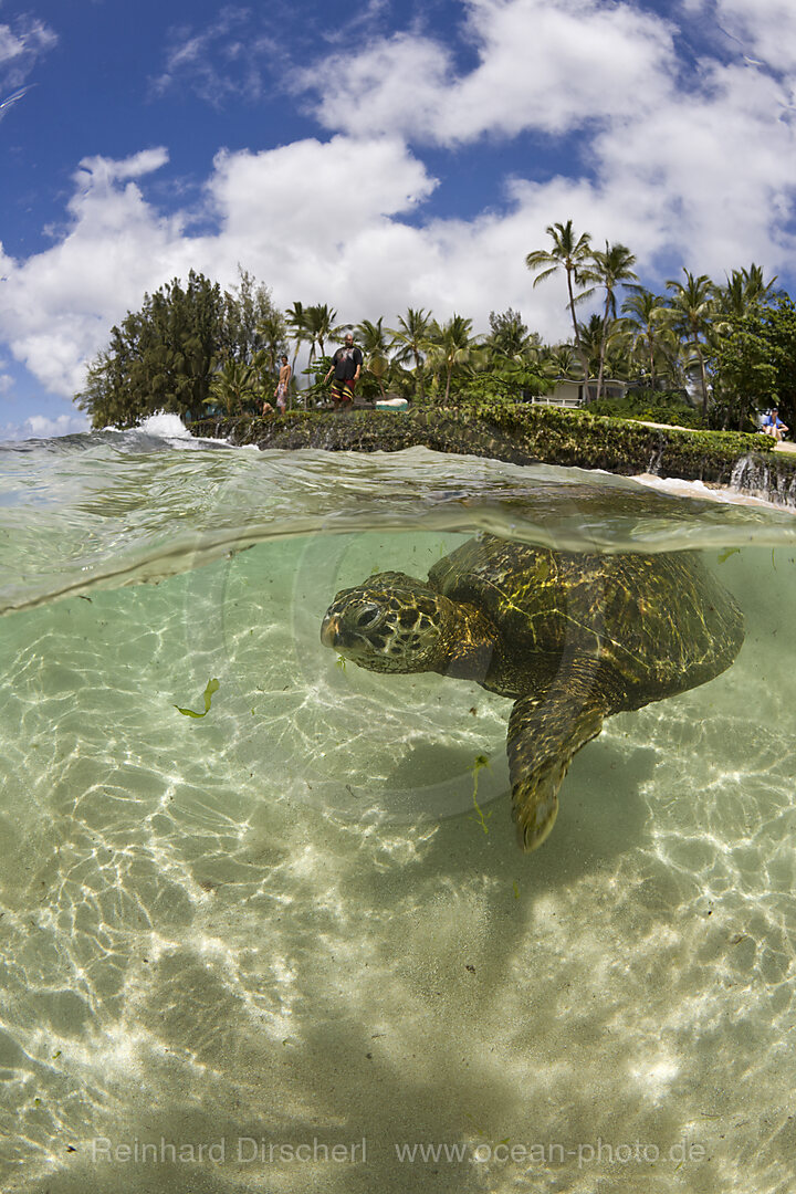 Gruene Meeresschildkroete, Chelonia mydas, Oahu, Pazifik, Hawaii, USA