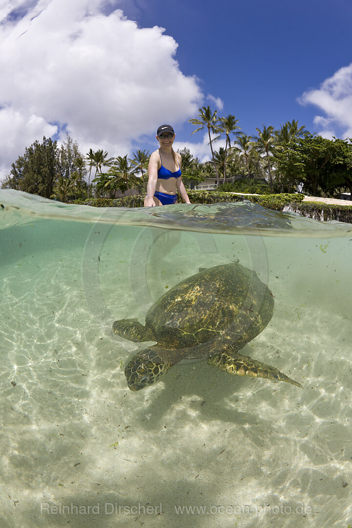 Gruene Meeresschildkroete und Touristin, Chelonia mydas, Oahu, Pazifik, Hawaii, USA