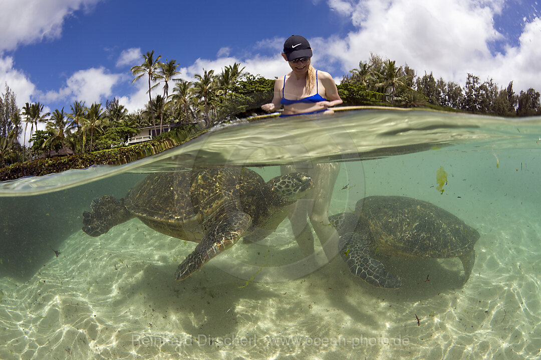 Gruene Meeresschildkroeten und Touristin, Chelonia mydas, Oahu, Pazifik, Hawaii, USA