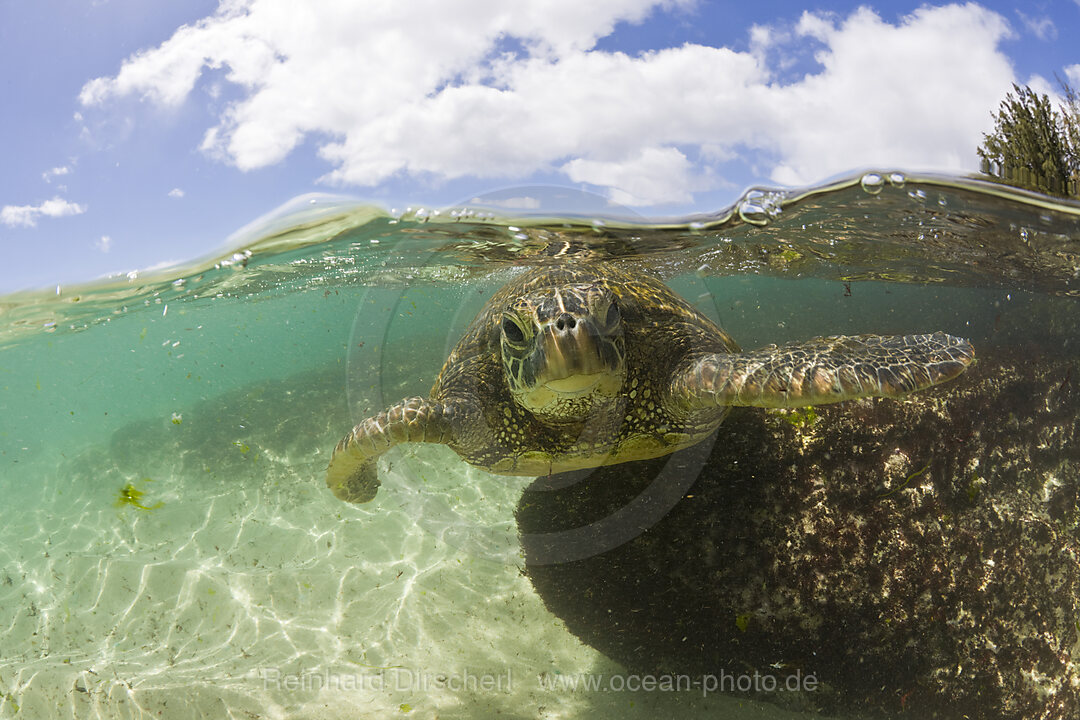 Gruene Meeresschildkroete, Chelonia mydas, Oahu, Pazifik, Hawaii, USA