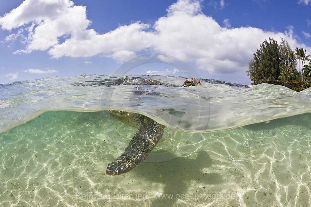 Gruene Meeresschildkroete atmet an der Wasseroberflaeche, Chelonia mydas, Oahu, Pazifik, Hawaii, USA