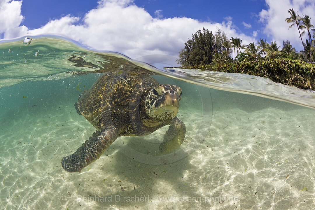 Gruene Meeresschildkroete, Chelonia mydas, Oahu, Pazifik, Hawaii, USA