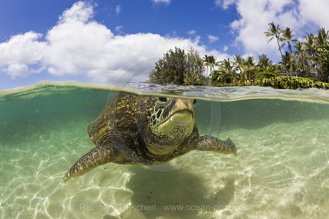 Gruene Meeresschildkroete, Chelonia mydas, Oahu, Pazifik, Hawaii, USA