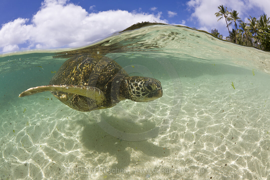 Gruene Meeresschildkroete, Chelonia mydas, Oahu, Pazifik, Hawaii, USA