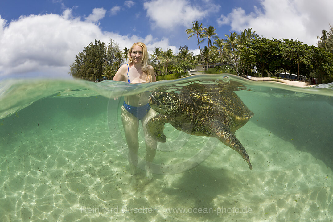 Gruene Meeresschildkroete und Touristin, Chelonia mydas, Oahu, Pazifik, Hawaii, USA