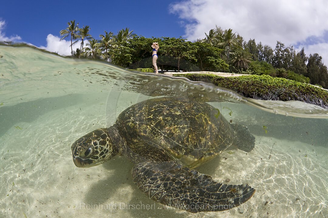 Gruene Meeresschildkroete, Chelonia mydas, Oahu, Pazifik, Hawaii, USA