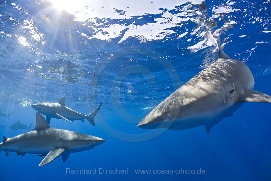 Galapagoshaie, Carcharhinus galapagensis, Oahu, Pazifik, Hawaii, USA