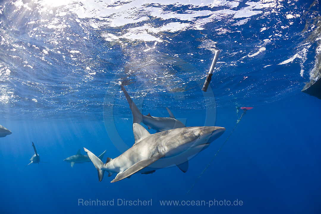 Galapagoshaie, Carcharhinus galapagensis, Oahu, Pazifik, Hawaii, USA