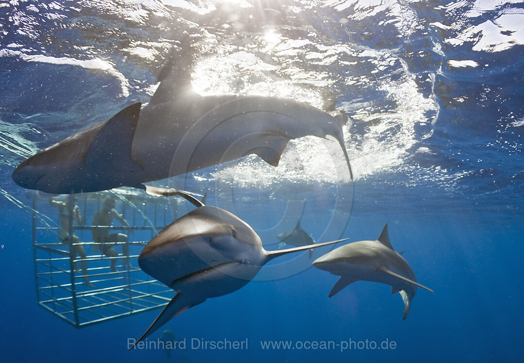 Galapagoshaie, Carcharhinus galapagensis, Oahu, Pazifik, Hawaii, USA