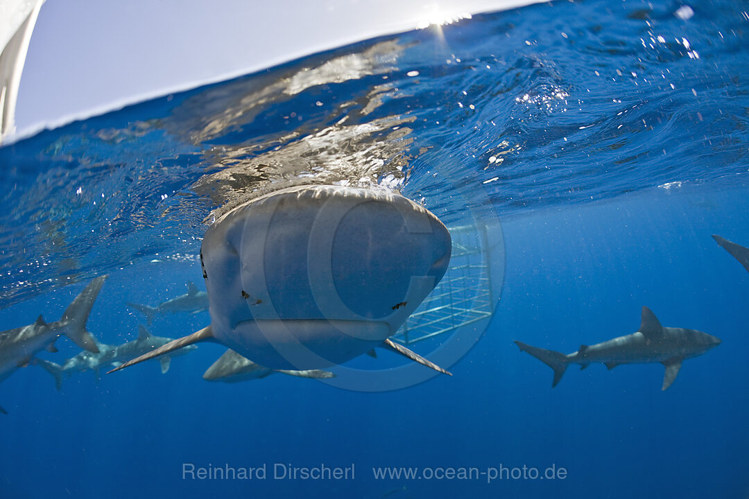 Galapagos Sharks, Carcharhinus galapagensis, Oahu, Pacific Ocean, Hawaii, USA