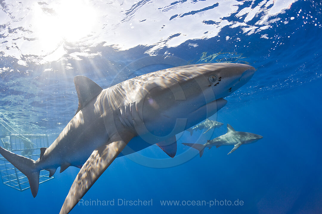 Galapagoshaie, Carcharhinus galapagensis, Oahu, Pazifik, Hawaii, USA