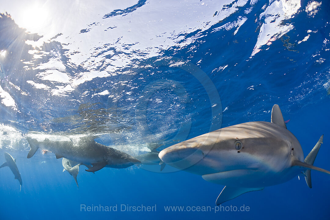 Galapagoshaie, Carcharhinus galapagensis, Oahu, Pazifik, Hawaii, USA