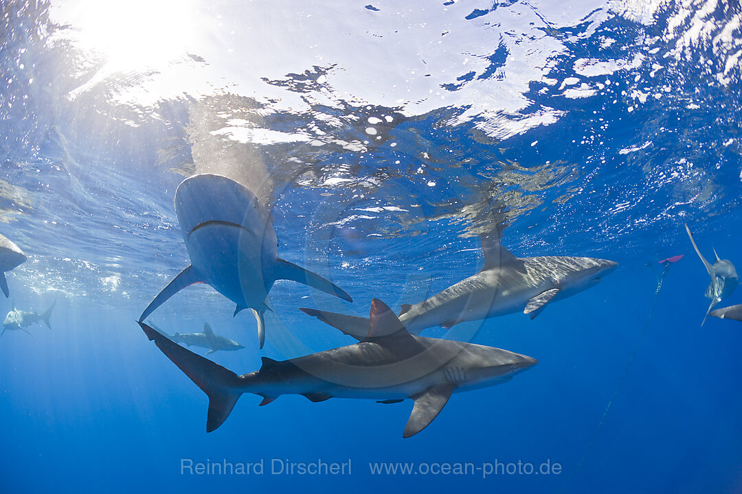 Galapagoshaie, Carcharhinus galapagensis, Oahu, Pazifik, Hawaii, USA