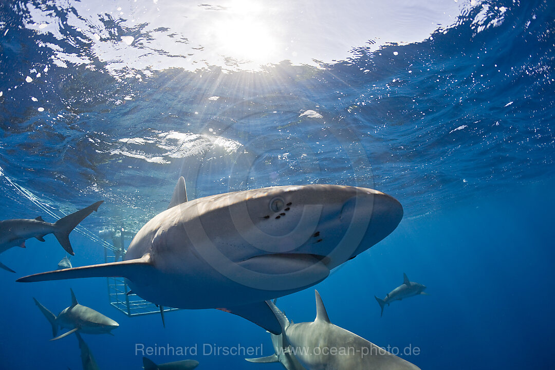 Galapagoshaie, Carcharhinus galapagensis, Oahu, Pazifik, Hawaii, USA