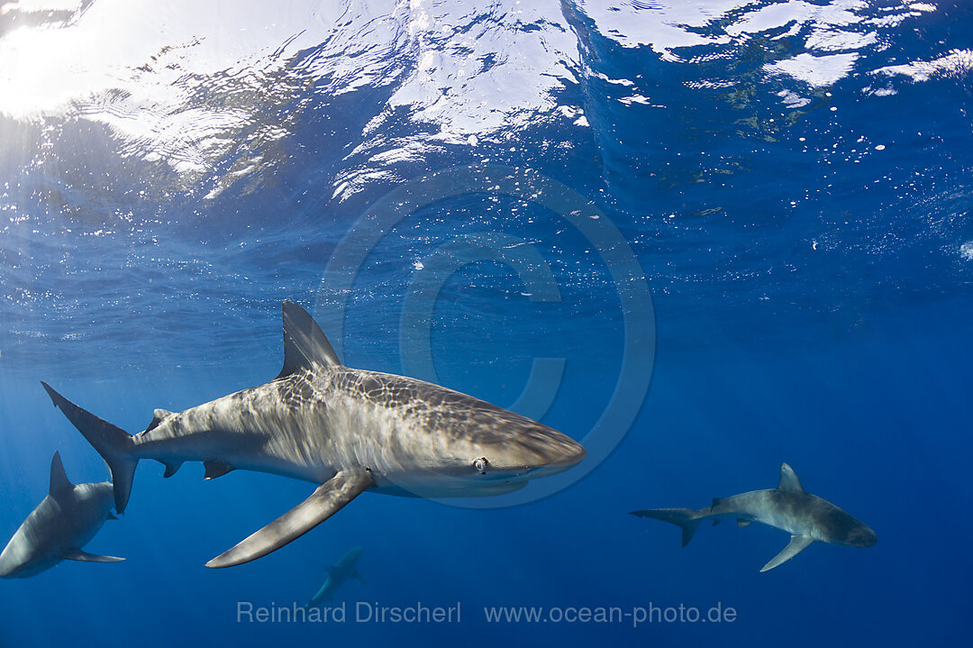 Galapagoshaie, Carcharhinus galapagensis, Oahu, Pazifik, Hawaii, USA