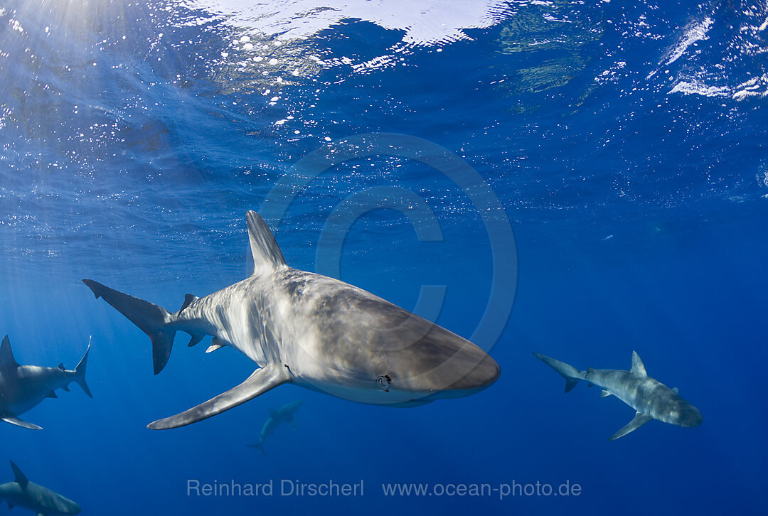 Galapagoshaie, Carcharhinus galapagensis, Oahu, Pazifik, Hawaii, USA