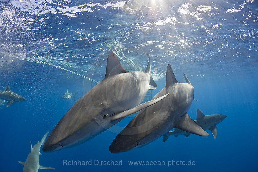 Galapagoshaie, Carcharhinus galapagensis, Oahu, Pazifik, Hawaii, USA