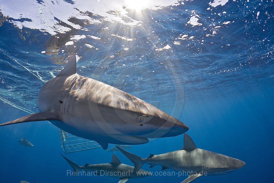 Galapagoshaie, Carcharhinus galapagensis, Oahu, Pazifik, Hawaii, USA