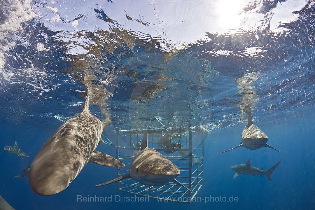 Galapagoshaie, Carcharhinus galapagensis, Oahu, Pazifik, Hawaii, USA