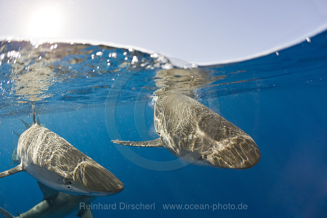 Galapagoshaie, Carcharhinus galapagensis, Oahu, Pazifik, Hawaii, USA