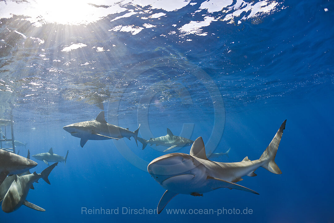 Galapagoshaie, Carcharhinus galapagensis, Oahu, Pazifik, Hawaii, USA