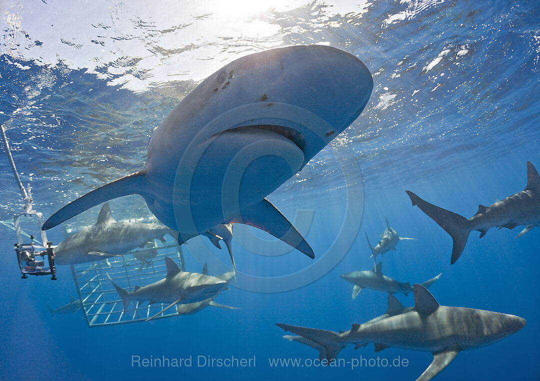 Galapagoshaie, Carcharhinus galapagensis, Oahu, Pazifik, Hawaii, USA