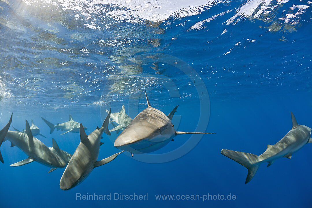 Galapagos Sharks