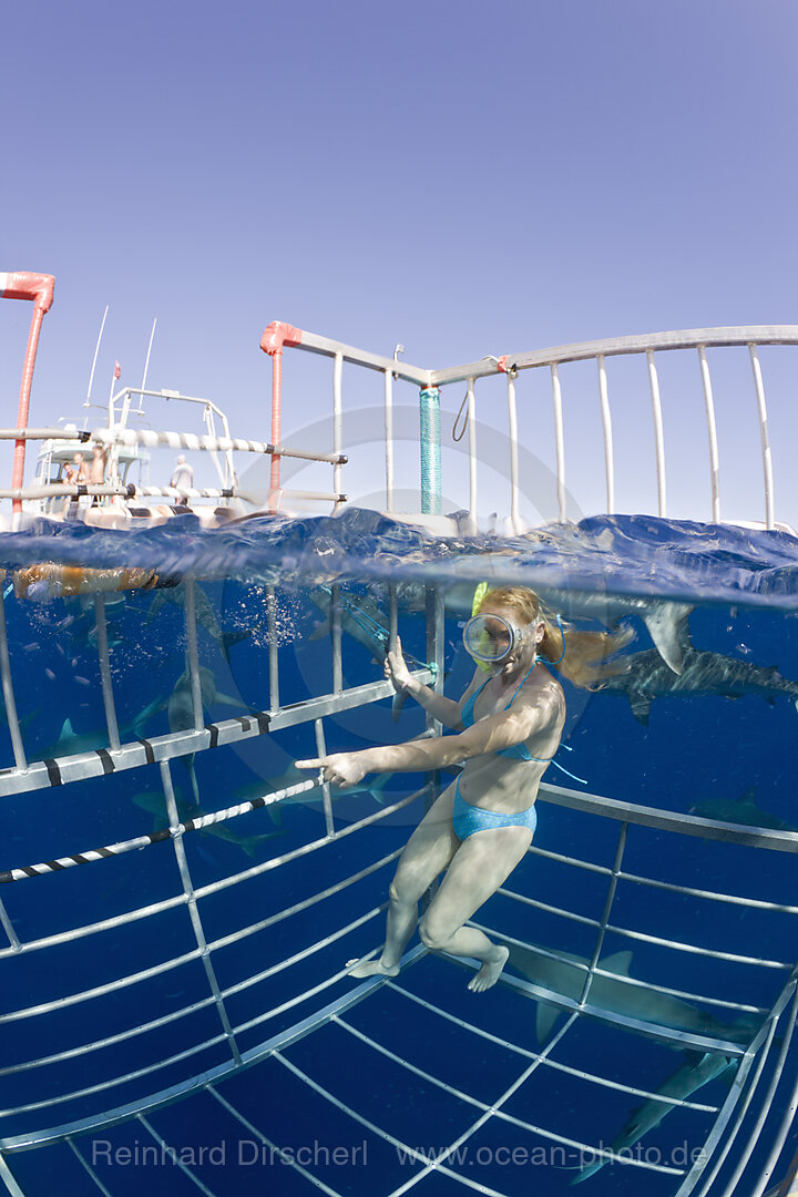 Cage Diving with Sharks